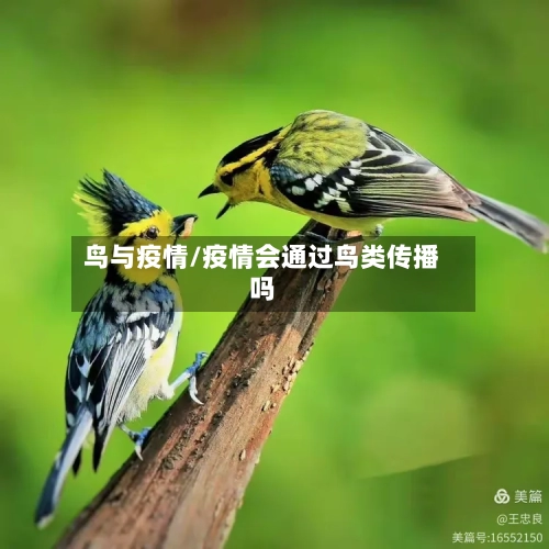 鸟与疫情/疫情会通过鸟类传播吗