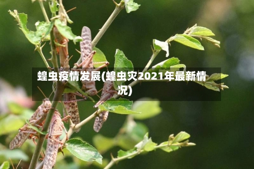 蝗虫疫情发展(蝗虫灾2021年最新情况)-第3张图片