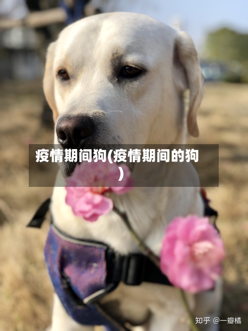 疫情期间狗(疫情期间的狗)